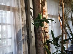 -Jo's Garden
