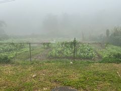 -海南热带雨林国家公园吊罗山景区
