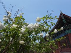 -曹州牡丹园