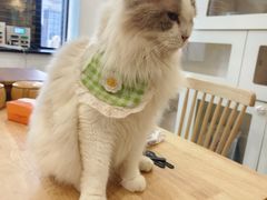 -楼上猫咖(罗湖店)