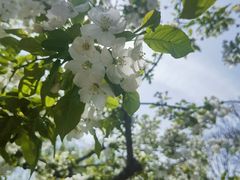 -石家庄市植物园