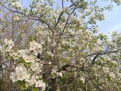 -桃花堤公园
