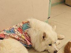 -怪兽屋·羊驼·猫咖·狗咖(俊华广场店)