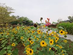 -映月湖公园