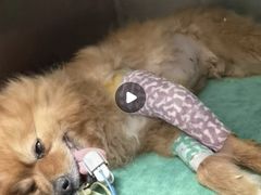 -瑞派·关忠动物医院·猫专科·犬专科(三环新城店)