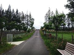 -上海长兴岛郊野公园