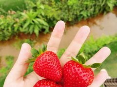 -光明小镇欢乐田园