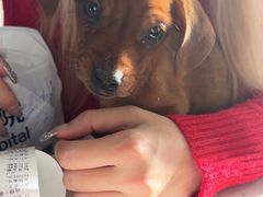 -佳雯宠物医院·皮肤科·内外科(春晓路分院)