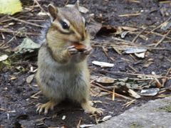-五营红松林海景区