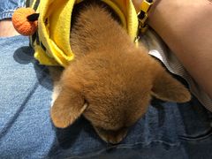 -逗柴咖啡屋·狗咖猫咖宠物桌游