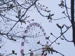 -顾村公园