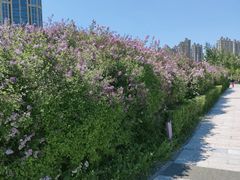 -群力丁香公园