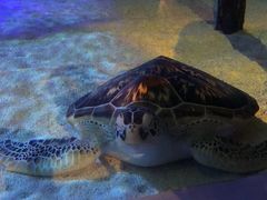 -暹罗海洋世界
