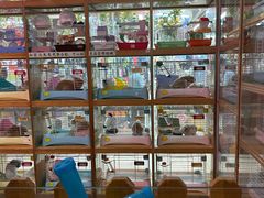 -宠物兔专门店(天丰利市场店)