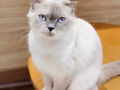 -藏猫猫咖啡主题馆(中央大道店)