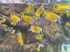 -欢乐海岸海洋奇梦馆