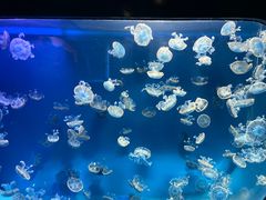 -海合安成都极地海洋公园