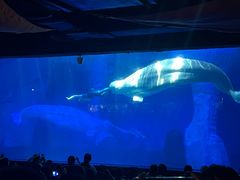 -海合安武汉极地海洋公园