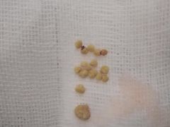 -瑞派福兴宠物医院犬猫全科·骨科·中西医结合(河东店)