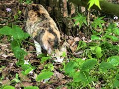 -普陀山风景名胜区-千步大沙