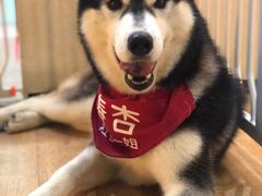 -Husky Go! 哈士奇体验馆·宠物咖啡厅狗咖