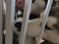 -Husky Go! 哈士奇体验馆·宠物咖啡厅狗咖