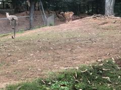 -深圳野生动物园