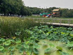 -月湖风景区