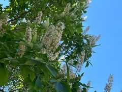 -菩提树下茶咖鼓捣