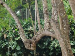 -中国科学院西双版纳热带植物园