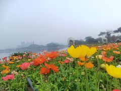 -顺峰山公园