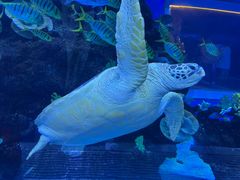 -成都浩海立方海洋公园