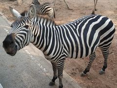 -清迈夜间动物园