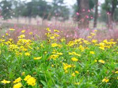 -汉长安城未央宫国家考古遗址公园