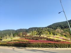 -铁山坪森林公园