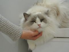 -喵的天空名猫咖啡馆·撸猫·猫舍·用品