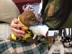 -逗柴咖啡屋·狗咖猫咖宠物桌游