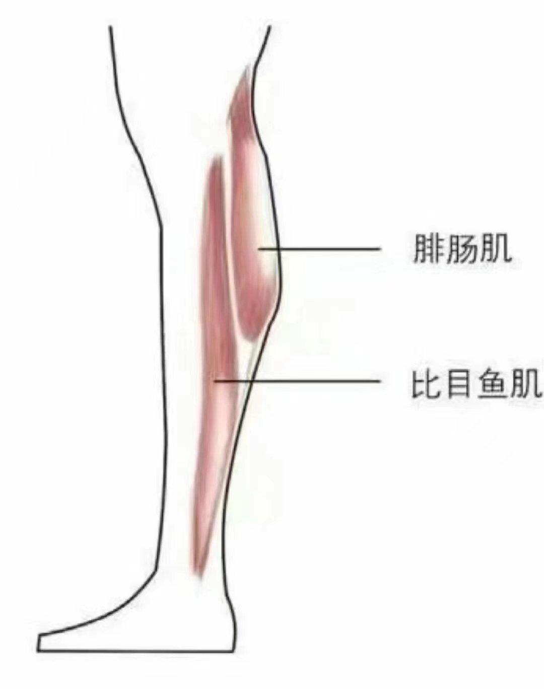 大腿肌肉酸痛按摩手法图片