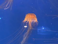 -海合安青岛极地海洋公园