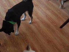 -柴犬高等学院·狗咖·柴犬售卖·宠物训练