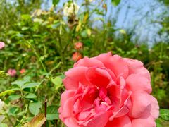 景点-鹅湖玫瑰文化园