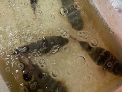 -观桥阁(锦溪店)