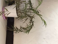 -秦美花卉(天朗·莱茵小城2期店)