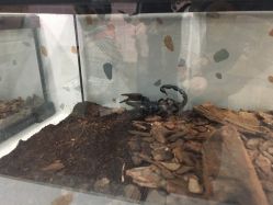 -Moni星球萌宠·小马宝莉·灵蛇·高端高阶全萌宠互动体验俱乐部(红豆国际广场店)