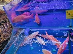 -新海渔港·胶东海鲜家常菜·家宴(奥体中心店)