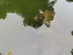 -深圳野生动物园