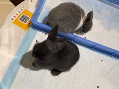 -大象厨房(重庆道店)