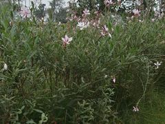 -府河摄影公园