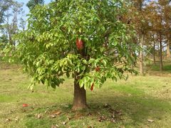 -瑶湖郊野森林公园