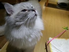 -滚猫咖啡·猫咖·猫友好撸猫(未来城店)